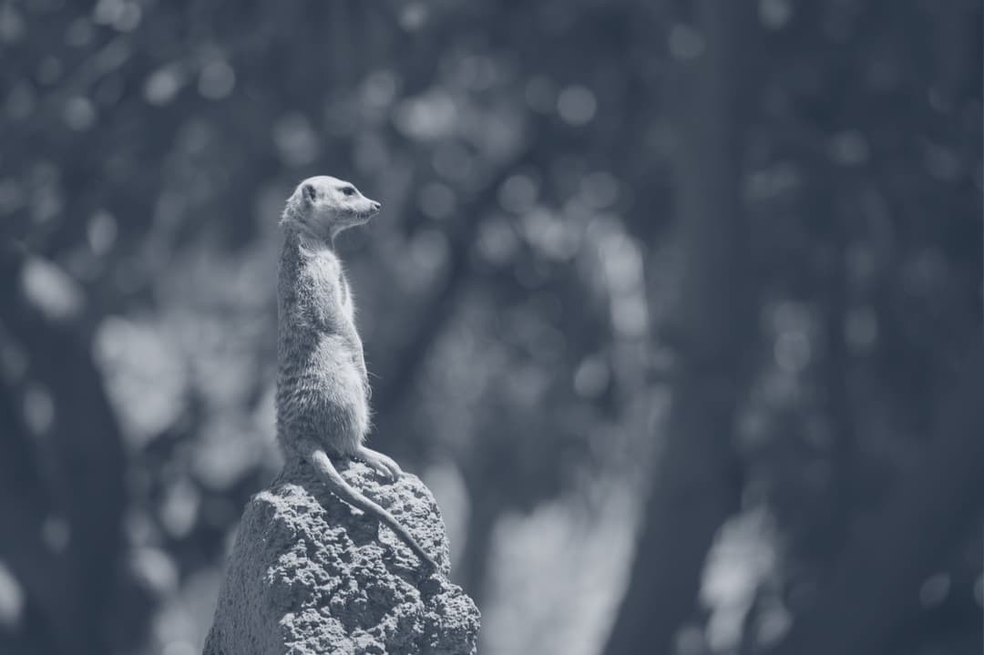 A mongoose standing on a dirt mound.